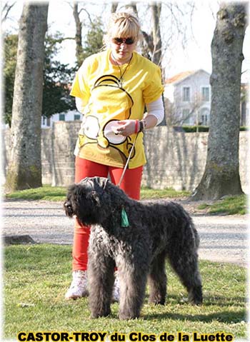 bouvier des flandres du clos de la luette - copyright d&eacute;pos&eacute;